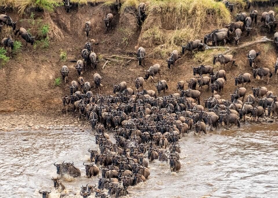 Great Wildebeest Migration during a Kenya and Tanzania safari in the Serengeti and Masai Mara.