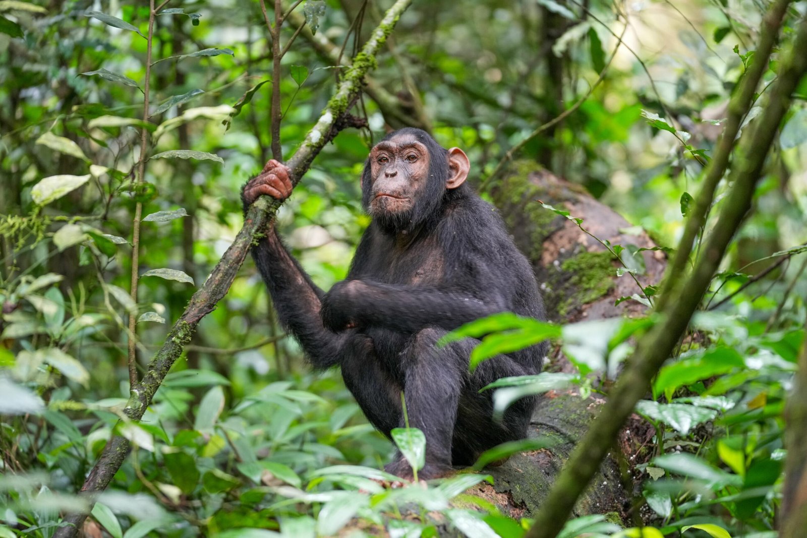 Wild chimpanzee in Kibale National Park, Uganda