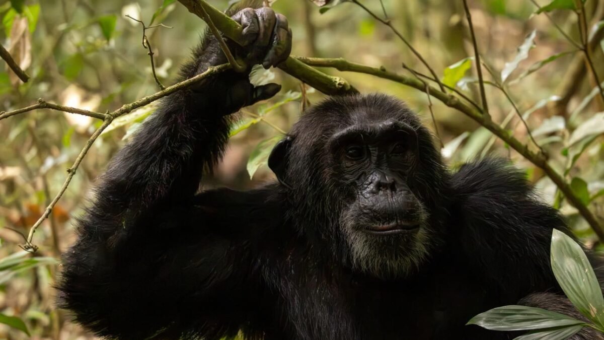 Kibale vs Budongo vs Kalinzu chimpanzee trekking comparison in Uganda