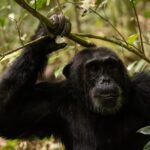 Kibale vs Budongo vs Kalinzu chimpanzee trekking comparison in Uganda