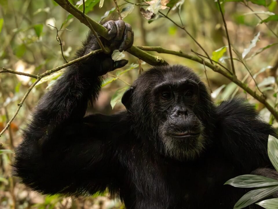 Kibale vs Budongo vs Kalinzu chimpanzee trekking comparison in Uganda