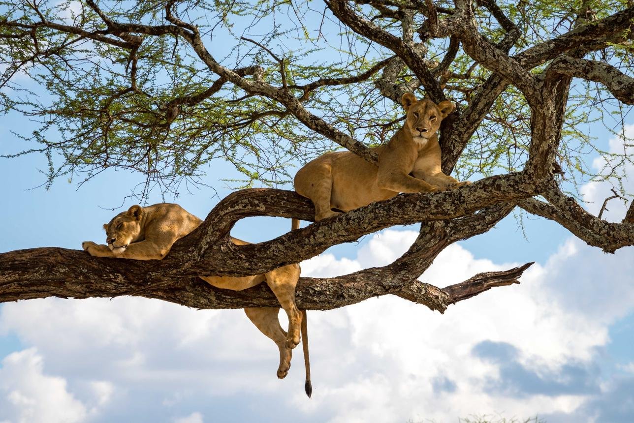 Lion resting on a tree branch in Lake Manyara National Park, Tanzania.
