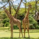 Giraffes walking through the gardens of Lake Naivasha Sopa Resort in Kenya.