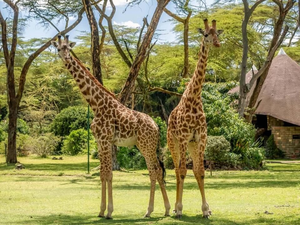 Giraffes walking through the gardens of Lake Naivasha Sopa Resort in Kenya.