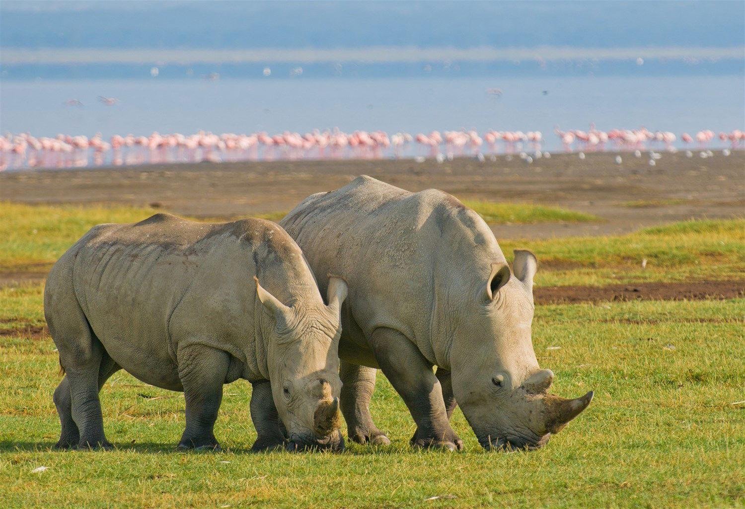 White rhinoceroses grazing near flamingos at Lake Nakuru National Park in Kenya.