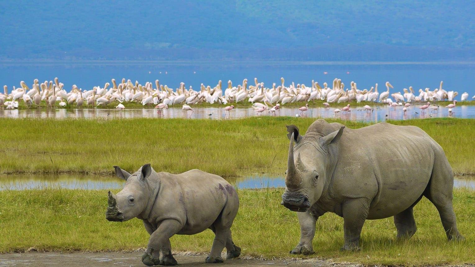 White rhinoceros walking through Lake Nakuru National Park in Kenya.