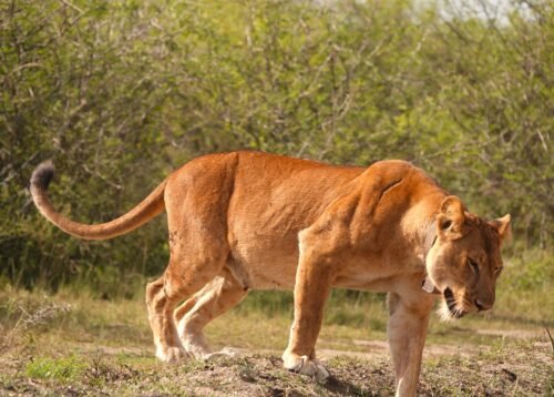 in Queen Elizabeth National Park