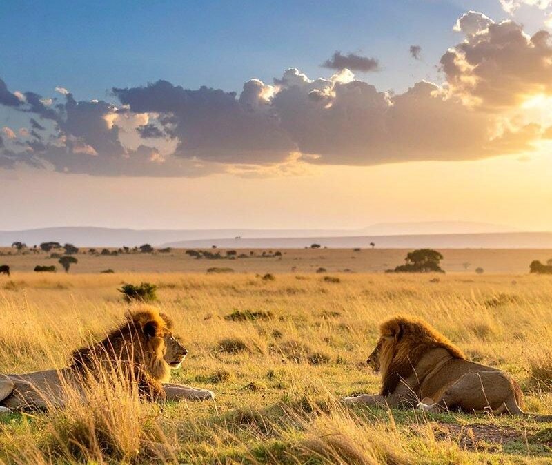 Masai Mara and Amboseli safari featuring wildlife across Kenya's open savannah
