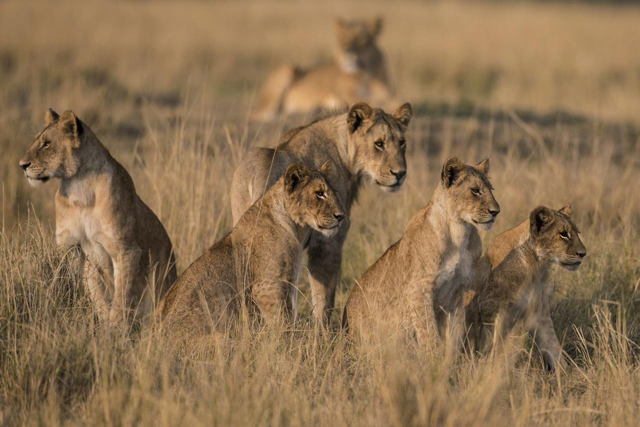 Lions and wildlife in Kenya's Masai Mara National Reserve during an African safari.