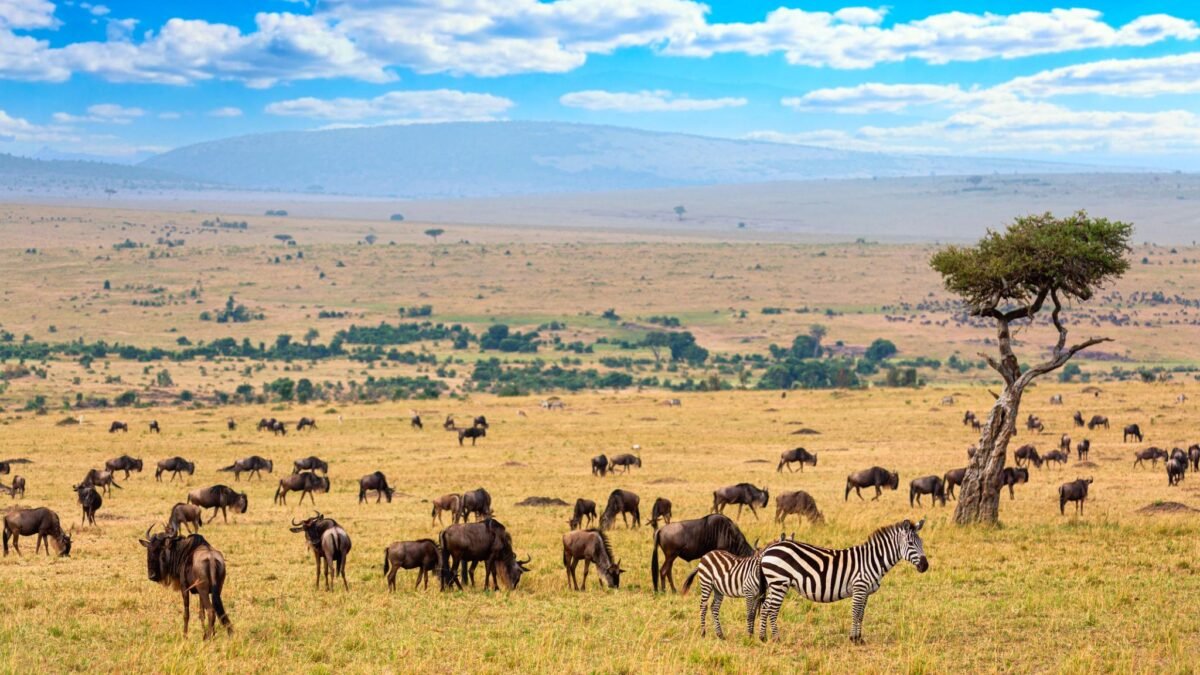 Masai Mara National Reserve landscape with wildlife across the golden savannah in Kenya.