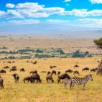 Masai Mara National Reserve landscape with wildlife across the golden savannah in Kenya.