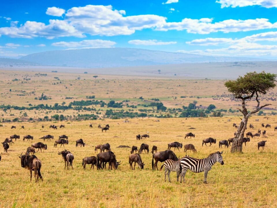 Masai Mara National Reserve landscape with wildlife across the golden savannah in Kenya.