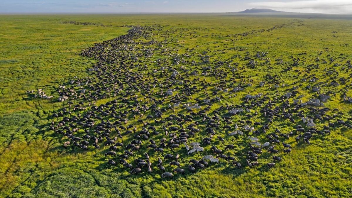 Masai Mara vs Serengeti wildlife safari featuring wildebeest during the Great Migration.