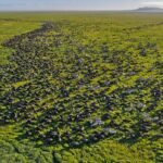 Masai Mara vs Serengeti wildlife safari featuring wildebeest during the Great Migration.