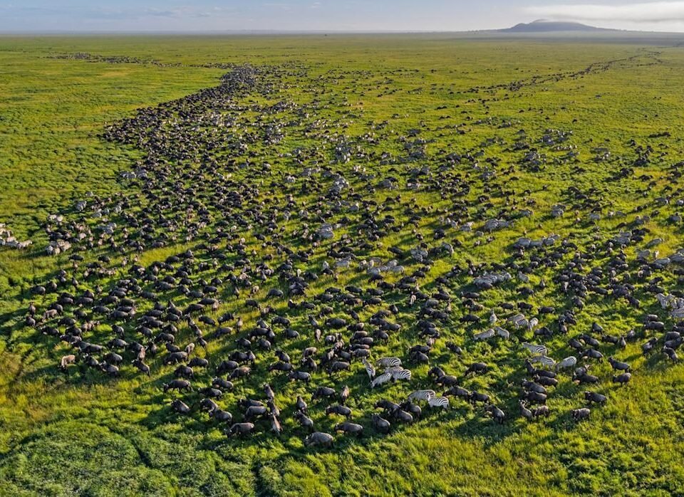 Masai Mara vs Serengeti wildlife safari featuring wildebeest during the Great Migration.