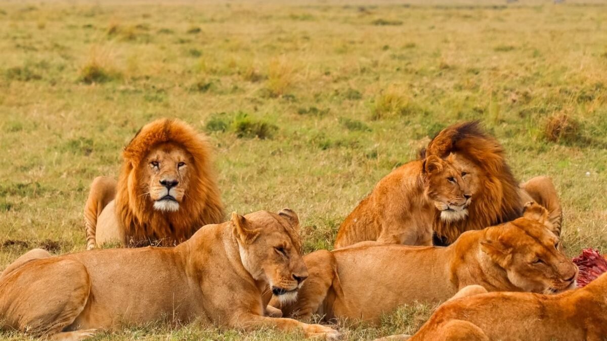 Masai Mara Without Migration showing lions resting on the open savannah