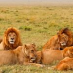 Masai Mara Without Migration showing lions resting on the open savannah
