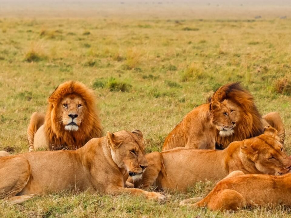 Masai Mara Without Migration showing lions resting on the open savannah