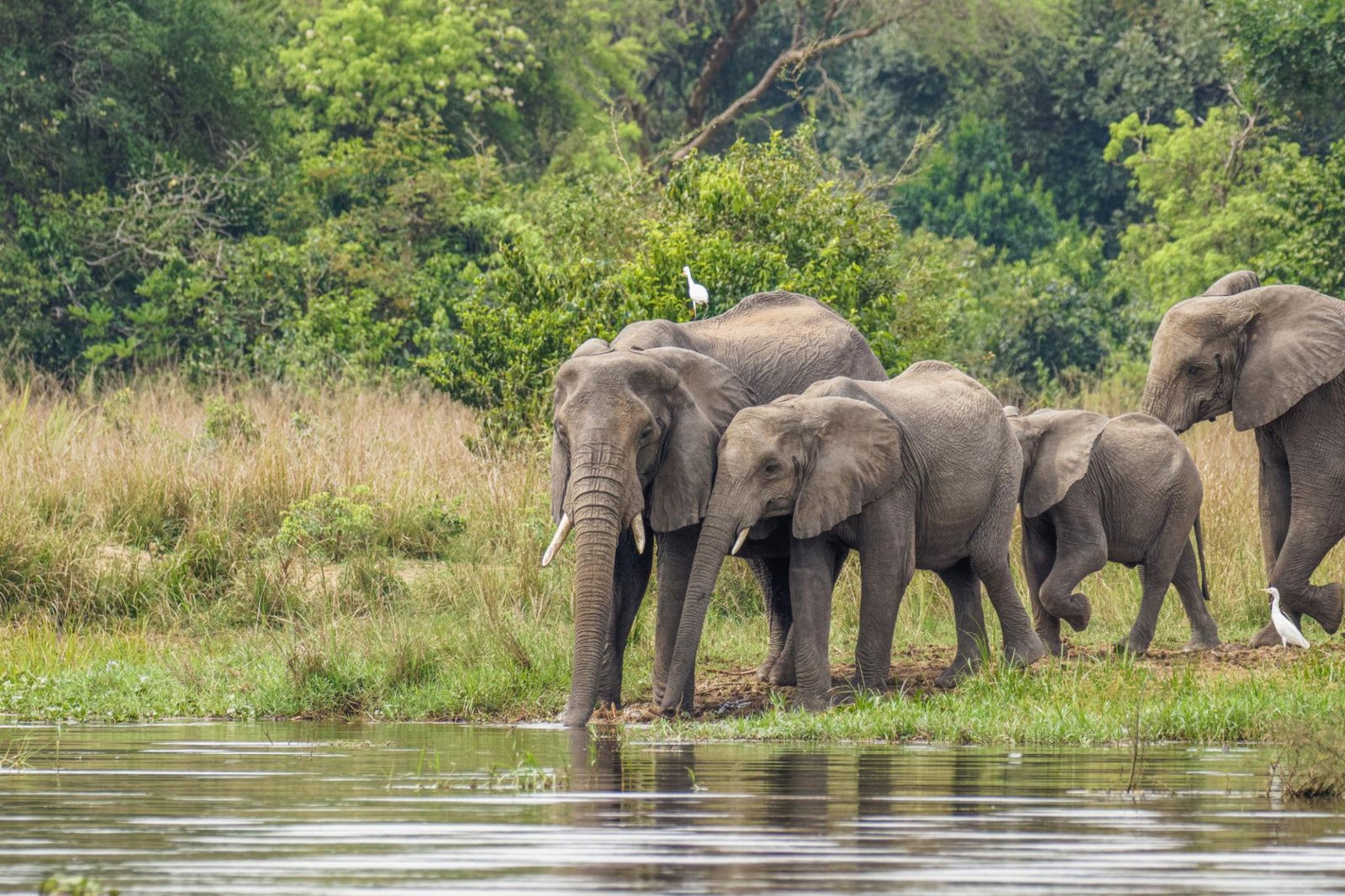 Murchison Falls and the River Nile in Uganda during a wildlife safari.