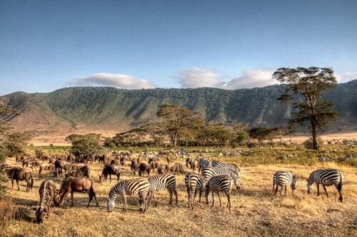 Safari vehicle watching wildlife on the Ngorongoro Crater floor in Tanzania.