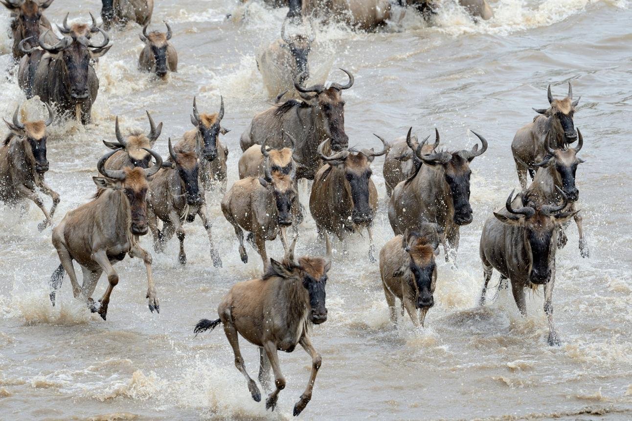 Wildebeest crossing the Mara River during the Great Migration in Northern Serengeti.