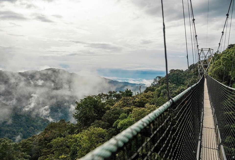 Nyungwe Canopy Walkway suspended 70 metres above the rainforest in Rwanda.