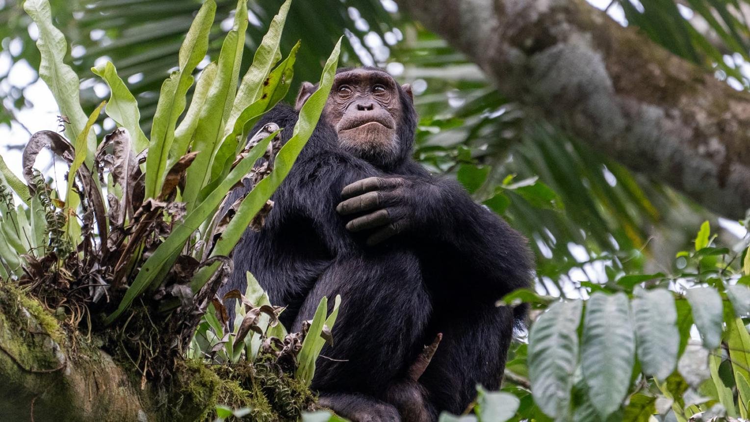 Wild chimpanzee resting in Nyungwe National Park rainforest during a Rwanda chimpanzee trekking safari.