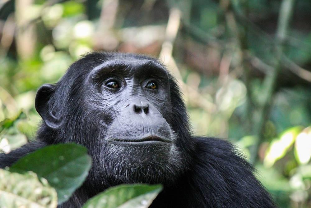 Wild chimpanzee resting in the rainforest of Nyungwe National Park in Rwanda.