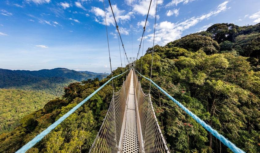 Suspension canopy walkway above the green rainforest of Nyungwe National Park in Rwanda.