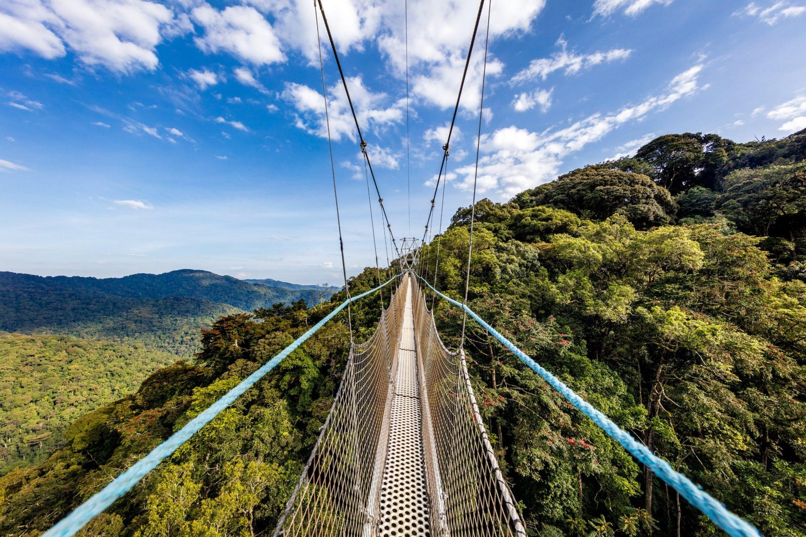 Suspended canopy walkway above the tropical rainforest in Nyungwe National Park, Rwanda.