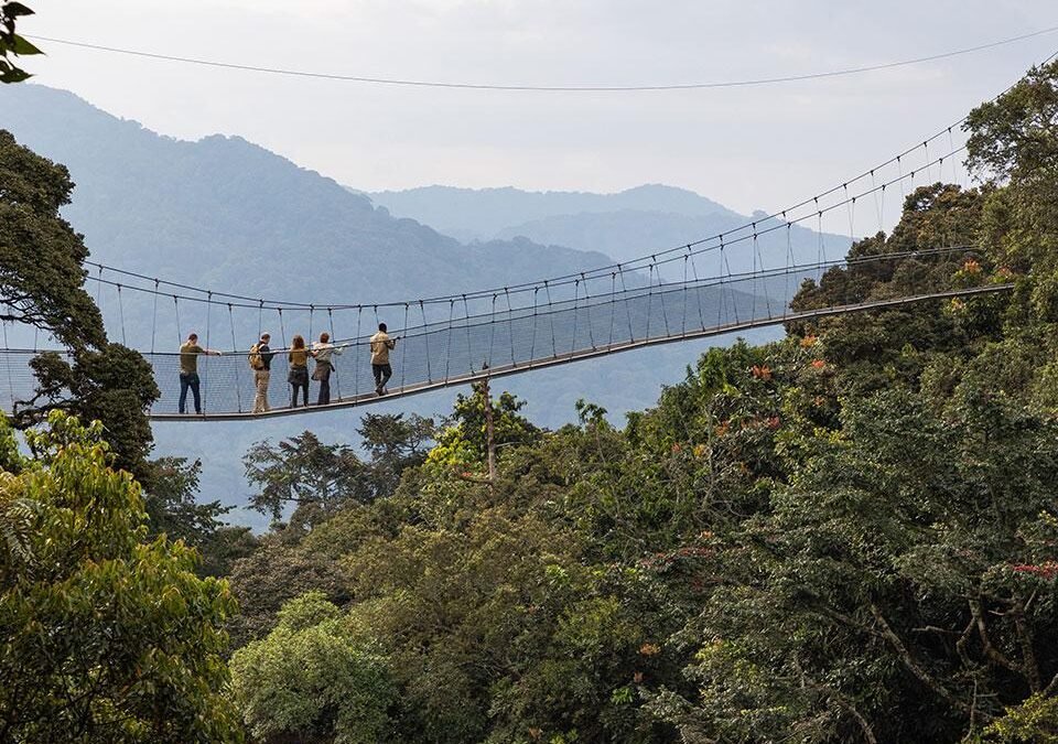 Nyungwe Forest hiking trails and canopy walkway above Rwanda's tropical rainforest