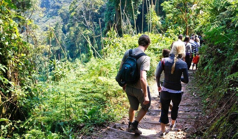 Visitors hiking along a green rainforest trail in Nyungwe Forest National Park, Rwanda.