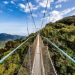 Nyungwe Forest vs Volcanoes National Park showing Rwanda's rainforest canopy walkway and mountain gorilla.