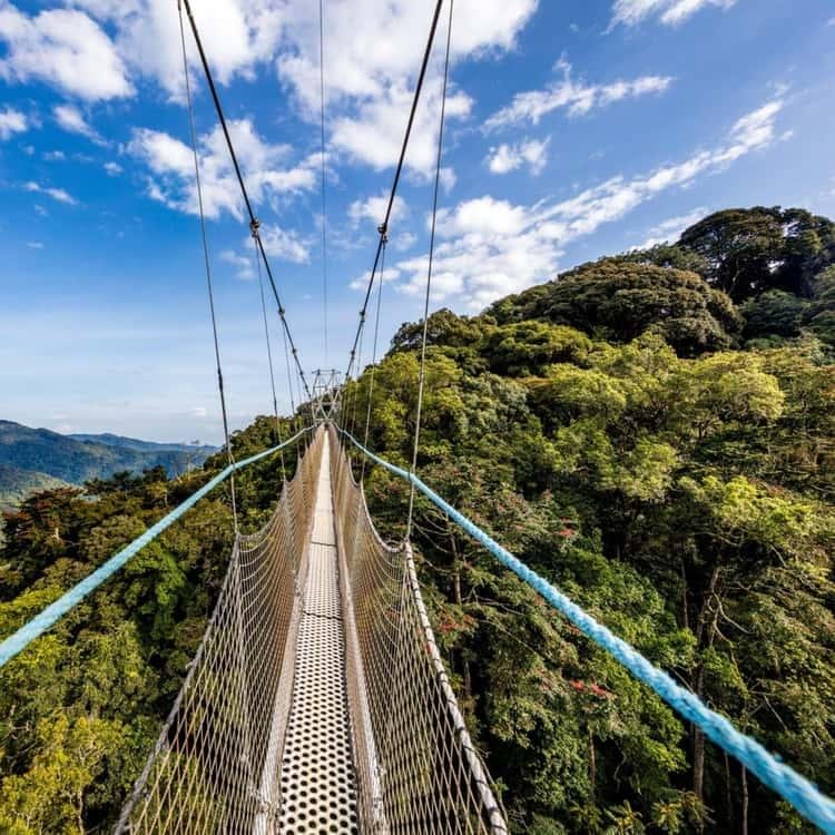 Canopy walkway suspended above the green rainforest in Nyungwe National Park, Rwanda.