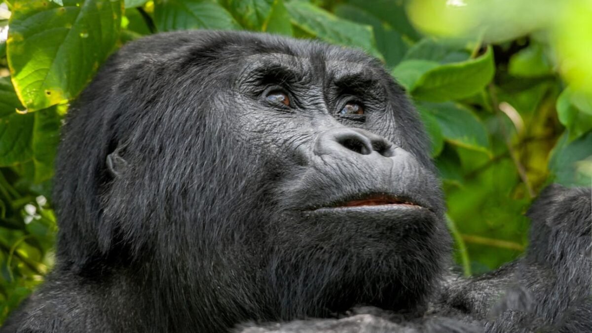 Rushaga vs Nkuringo gorilla trekking comparison in Bwindi Impenetrable National Park