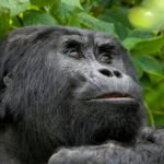Rushaga vs Nkuringo gorilla trekking comparison in Bwindi Impenetrable National Park