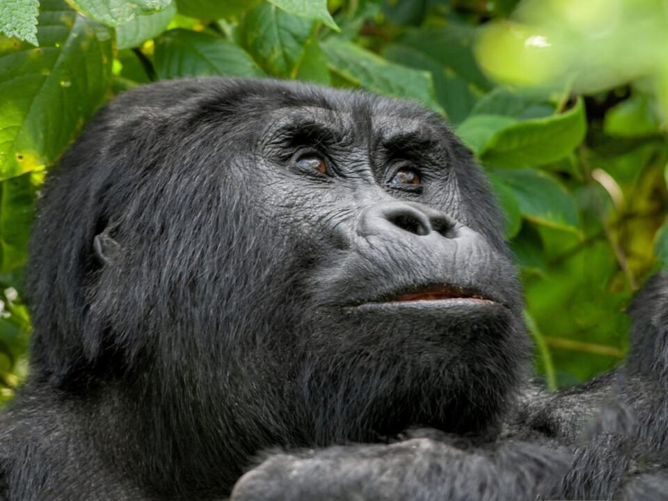 Rushaga vs Nkuringo gorilla trekking comparison in Bwindi Impenetrable National Park