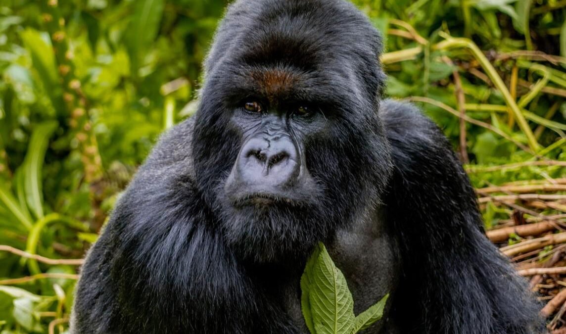 Rwanda festive season destinations featuring a mountain gorilla in Volcanoes National Park.
