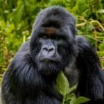Rwanda festive season destinations featuring a mountain gorilla in Volcanoes National Park.