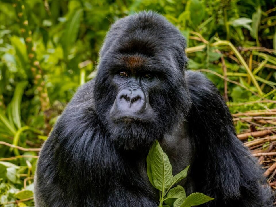 Rwanda festive season destinations featuring a mountain gorilla in Volcanoes National Park.