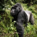 Rwanda Formula 1 Safari featuring mountain gorilla trekking in Volcanoes National Park