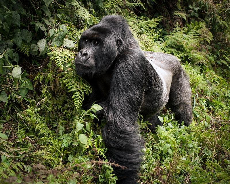 Rwanda Formula 1 Safari featuring mountain gorilla trekking in Volcanoes National Park