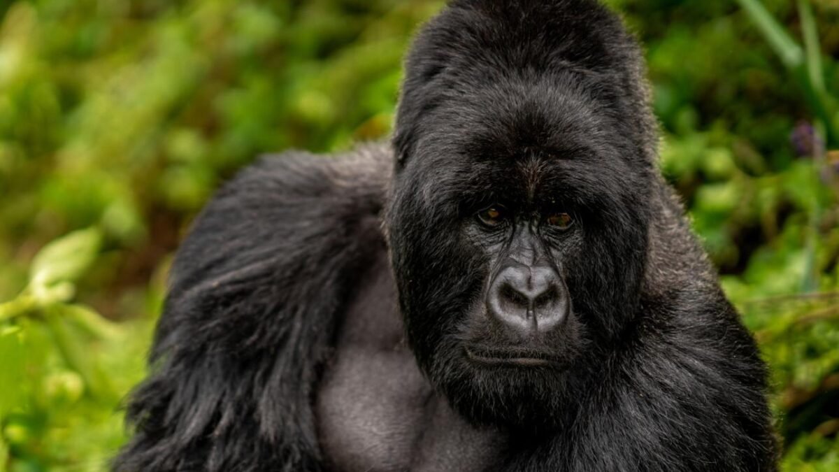 Rwanda Formula 1 Safari Packages featuring mountain gorilla trekking in Volcanoes National Park.