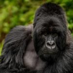 Rwanda Formula 1 Safari Packages featuring mountain gorilla trekking in Volcanoes National Park.