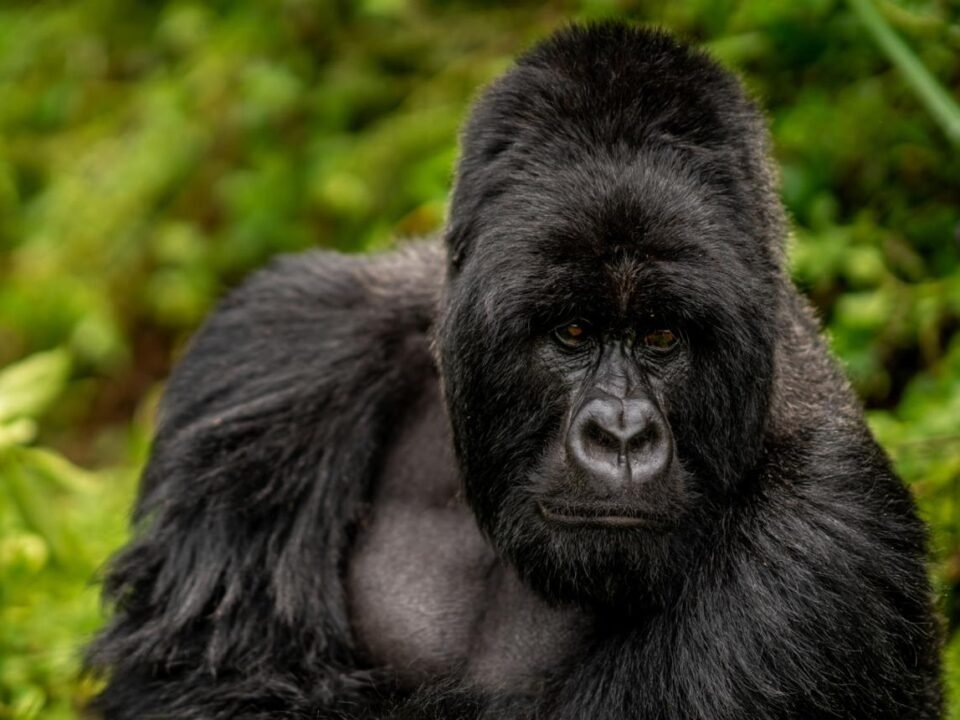 Rwanda Formula 1 Safari Packages featuring mountain gorilla trekking in Volcanoes National Park.