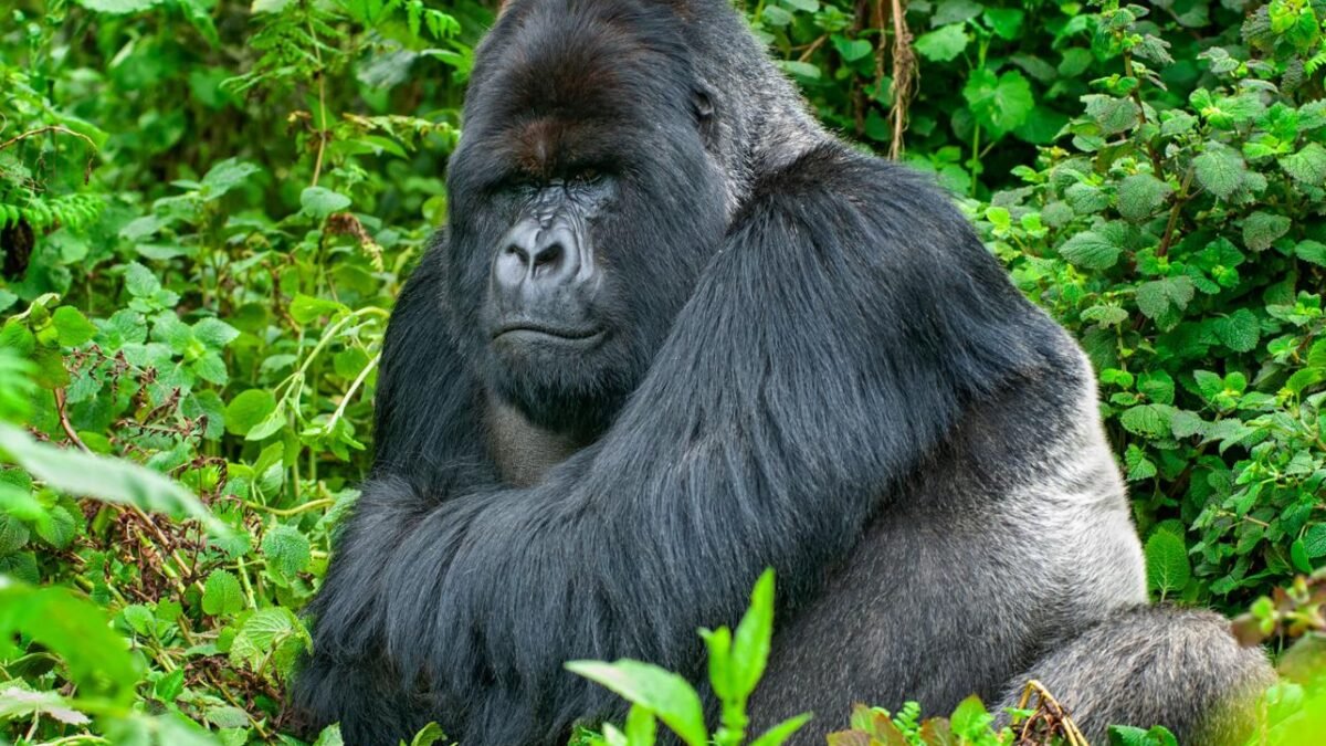 Rwanda gorilla family allocation and mountain gorilla in Volcanoes National Park
