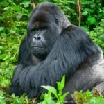 Rwanda gorilla family allocation and mountain gorilla in Volcanoes National Park