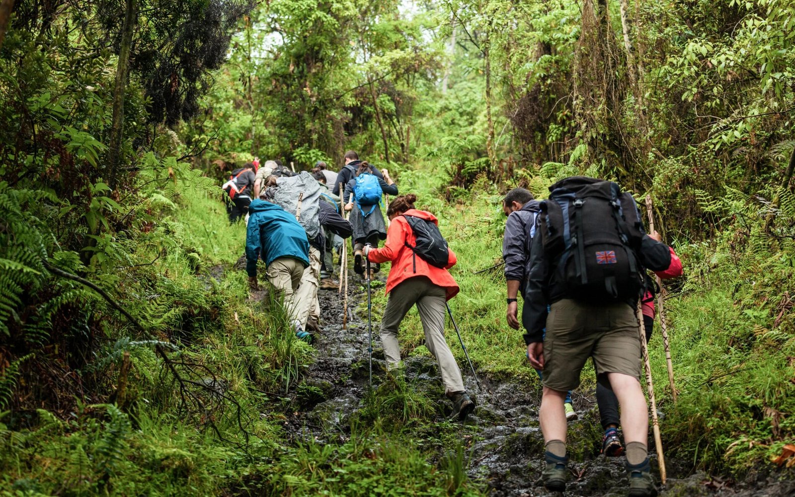 Tourists hiking through bamboo forests with guides during gorilla trekking in Rwanda.