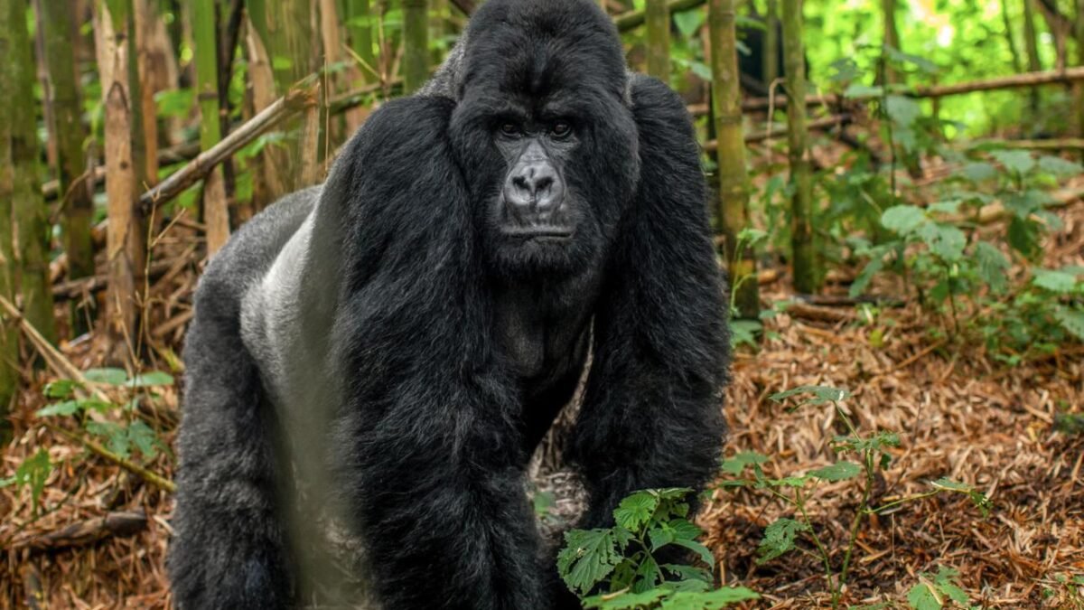 Rwanda gorilla trekking solo experience with a mountain gorilla in Volcanoes National Park.