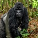Rwanda gorilla trekking solo experience with a mountain gorilla in Volcanoes National Park.